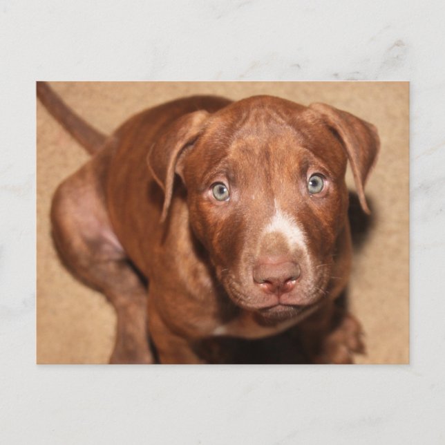 einsamer Welpe Postkarte (Vorderseite)