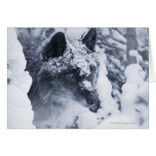 Einsamer Wolf im Schnee