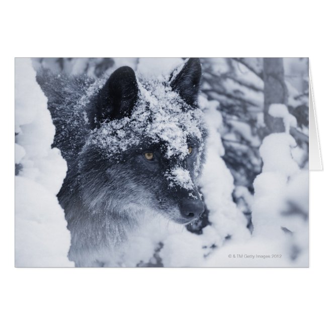 Einsamer Wolf im Schnee (Vorderseite (Horizontal))