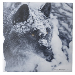 Einsamer Wolf im Schnee Fliese