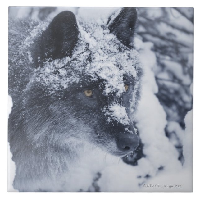Einsamer Wolf im Schnee Fliese (Vorderseite)