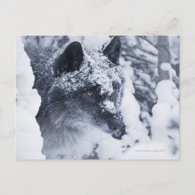 Einsamer Wolf im Schnee Postkarte (Vorderseite)