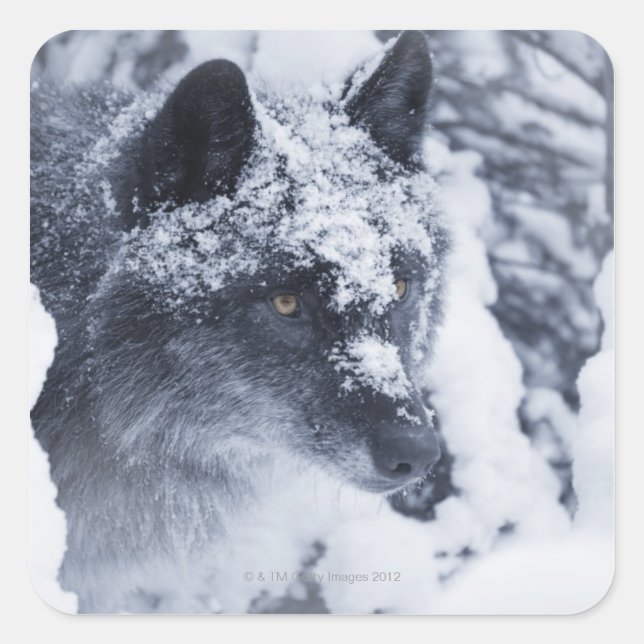 Einsamer Wolf im Schnee Quadratischer Aufkleber (Vorderseite)