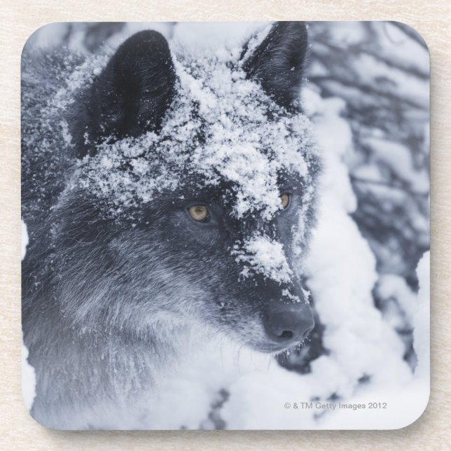 Einsamer Wolf im Schnee Untersetzer (Vorderseite)