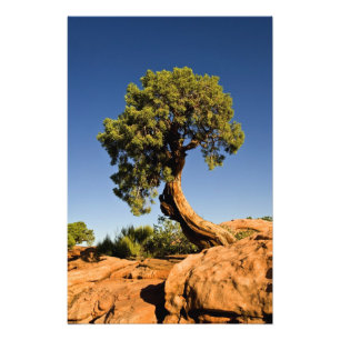 Einsamer Zeder, Deadhorse Point State Park, Fotodruck