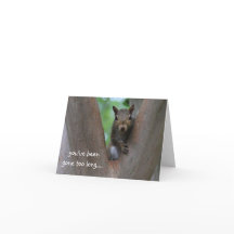 Einsames Eichhörnchen im Baum vermisse ich dich