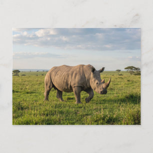 Einsames Nashorn, das in offenem Grasland läuft, F Postkarte