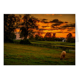 Einsames Pferd bei Sonnenuntergang