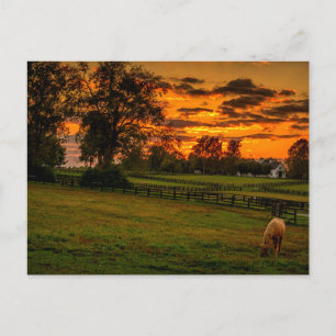 Einsames Pferd bei Sonnenuntergang Postkarte