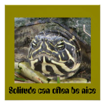 Einsamkeit kann oft schön sein - Schildkrötenpfeif