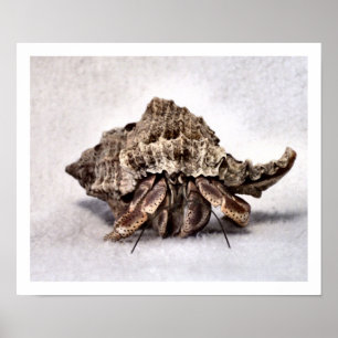 Einsiedlerkrebs #1 poster