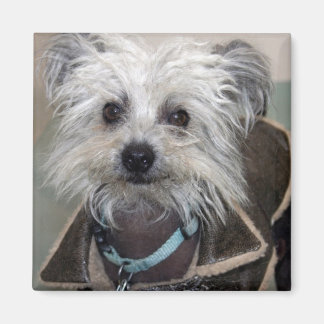 Einstein der Hund Magnet