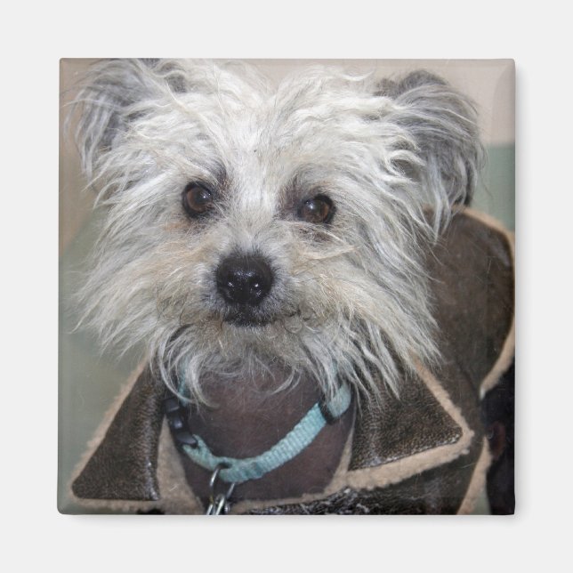 Einstein der Hund Magnet (Vorne)