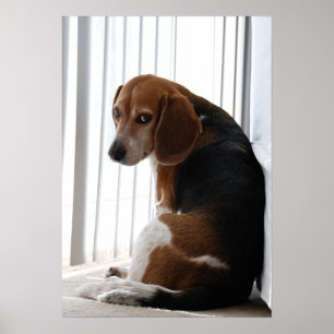 Einstellung des Beagle Poster
