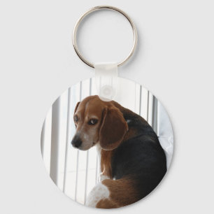 Einstellung des Beagle Schlüsselanhänger