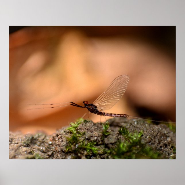 Eintagsfliege Poster (Vorne)