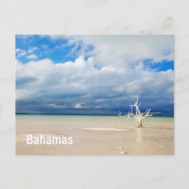 Einzelbaum am Strand Postkarte (Vorderseite)