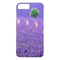 Einzelbaum in Lavender Field, Frankreich