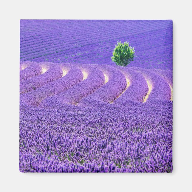 Einzelbaum in Lavender Field, Frankreich Magnet (Vorne)