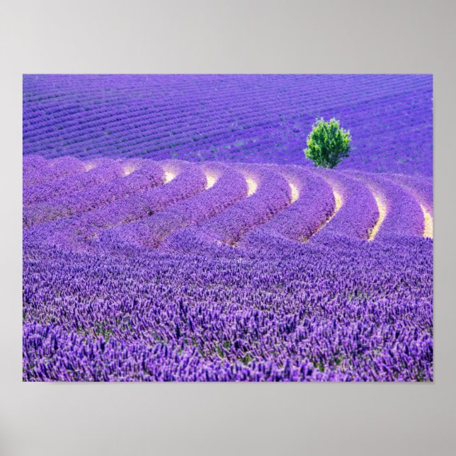 Einzelbaum in Lavender Field, Frankreich Poster (Vorne)