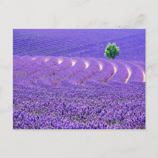 Einzelbaum in Lavender Field, Frankreich Postkarte (Vorderseite)