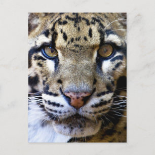 Einzelheiten zu bedecktem Leopard Postkarte