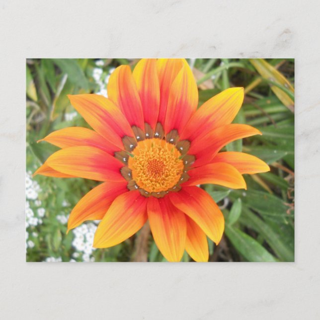 Einzelne helle orangefarbene Blume Postkarte (Vorderseite)