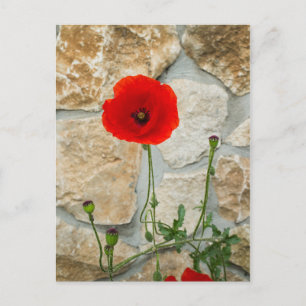 Einzelne Mohnblume und eine Steinmauer dahinter Postkarte