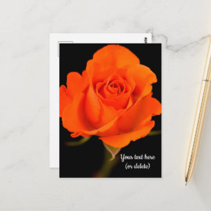 Einzelne orangefarbene Rosen-Postkarte Postkarte