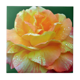 Einzelne orangefarbene Teerose Fliese