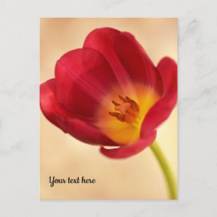 Einzelne rosa Tulpe Postkarte