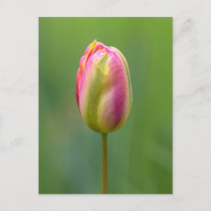Einzelne Tulpe Postkarte