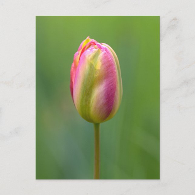 Einzelne Tulpe Postkarte (Vorderseite)