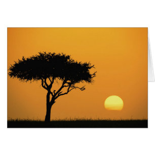 Einzelner Akazienbaum als Silhouette bei Sonnenauf