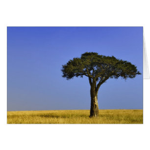 Einzelner Akazienbaum auf grasbewachsenen Ebenen,