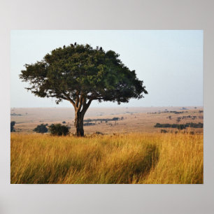 Einzelner Akazienbaum auf grasbewachsenen Ebenen,  Poster