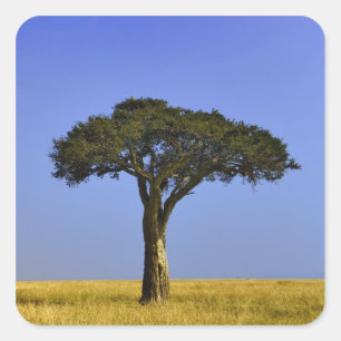 Einzelner Akazienbaum auf grasbewachsenen Ebenen,  Quadratischer Aufkleber