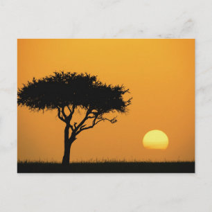 Einzelner Akazienbaum bei Sonnenaufgang silhouetti Postkarte