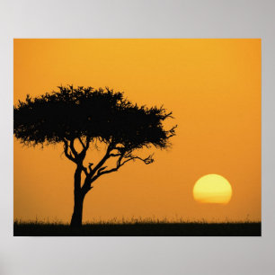 Einzelner Akazienbaum silhouettiert bei Sonnenaufg Poster