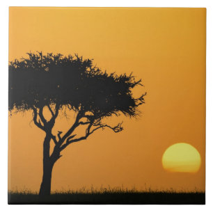 Einzelner Akazienbaum vor Sonnenaufgang silhouetti Fliese