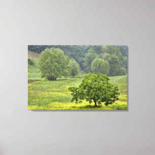 Einzelner Baum auf landwirtschaftlichem Feld, Tosk Leinwanddruck