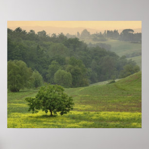 Einzelner Baum auf landwirtschaftlichem Feld, Tosk Poster