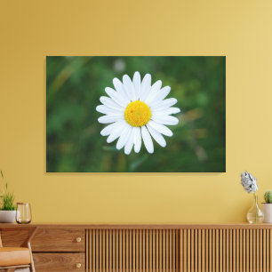 einzelner großer Gänseblumenblüten-Leinwanddruck Leinwanddruck