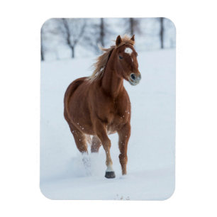 Einzelnes Pferd läuft im Schnee Magnet