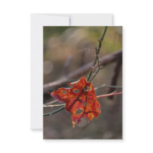 Einzelnes rotes Blatt
