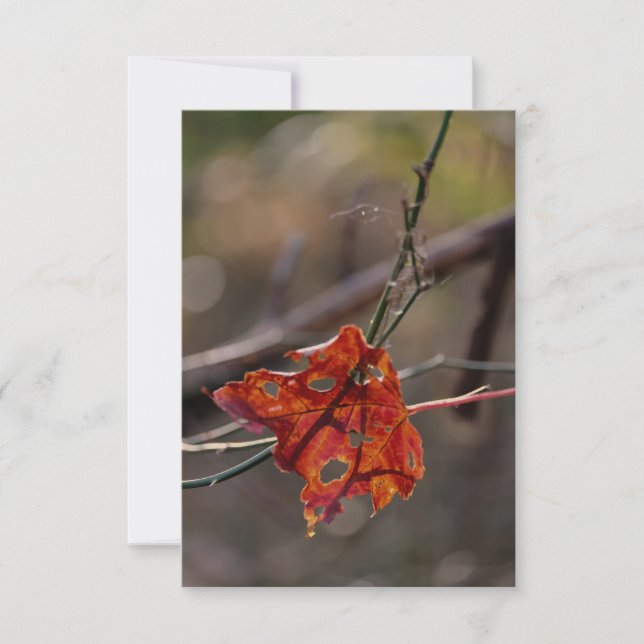 Einzelnes rotes Blatt Dankeskarte (Vorderseite)