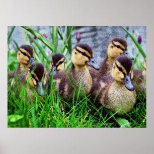 Einzelperson bewirkt Vögel 11 Poster