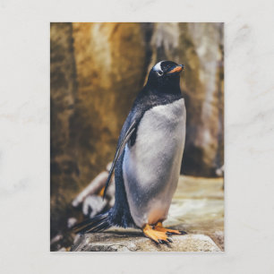 Einzelpinguin-Postkarte Postkarte