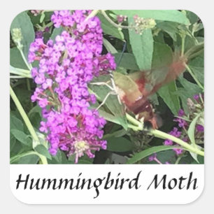 Einzigartig aussehendes Insekt Hummingbird Moth St Quadratischer Aufkleber