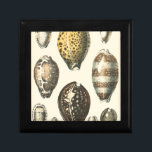 Einzigartig geformte Muscheln Erinnerungskiste<br><div class="desc">Entdecken Sie den warmen Sand und die versteckten Schätze! Dieses Gemälde von Kobeit fängt das schöne Wasserleben an,  das an Land gefunden wurde. Kobeit fängt die schöne Auswahl an sepiatfarbenen Muscheln in einem Vintagen Ton ein. Holen Sie sich heute Ihre schöne Meereskunst auf Ihrem nächsten Zazzle-Produkt.</div>